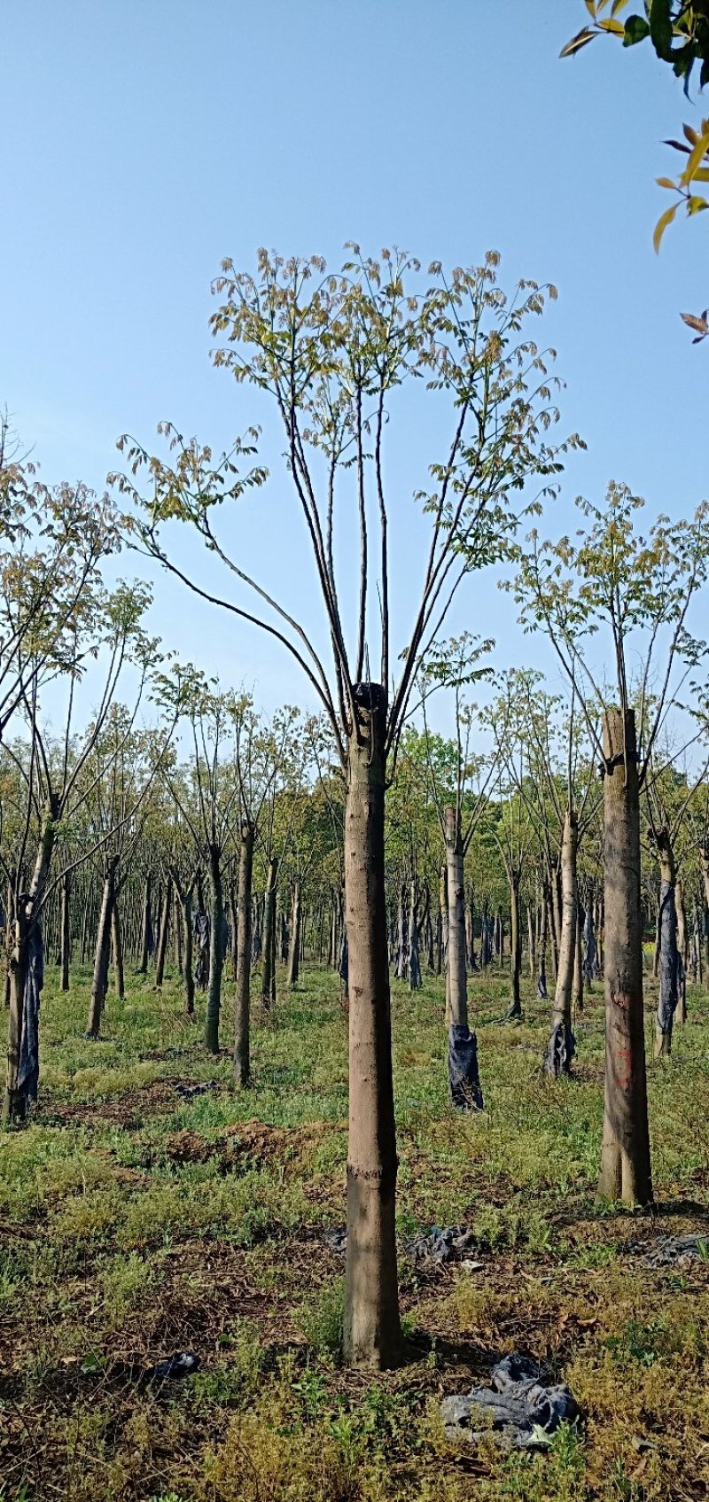 移植截杆发帽栾树益阳自家苗圃基地栾树基地