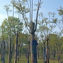 移植截杆发帽栾树益阳自家苗圃基地栾树基地