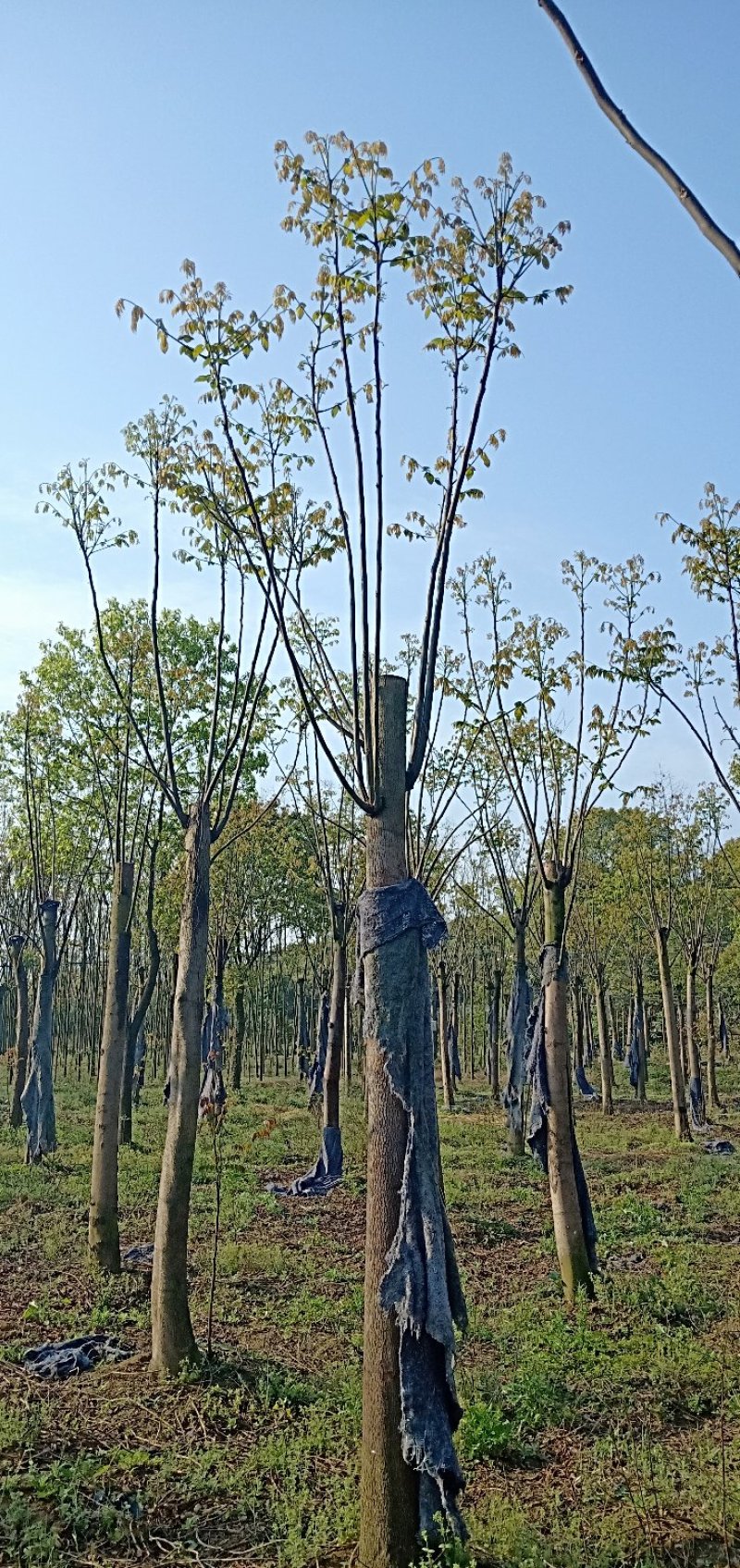 移植截杆发帽栾树益阳自家苗圃基地栾树基地