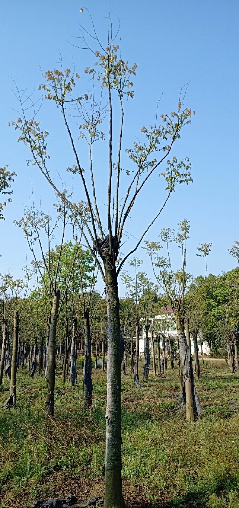 移植截杆发帽栾树益阳自家苗圃基地栾树基地