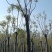 移植截杆发帽栾树益阳自家苗圃基地栾树基地