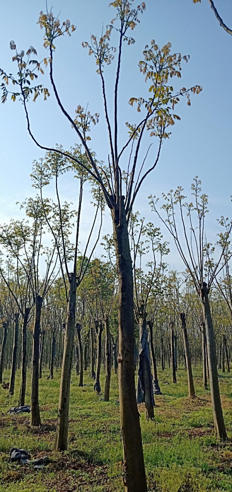 移植截杆发帽栾树益阳自家苗圃基地栾树基地