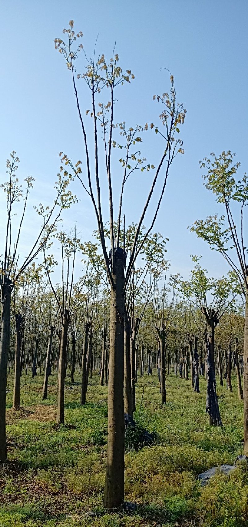 移植截杆发帽栾树益阳自家苗圃基地栾树基地