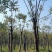 移植截杆发帽栾树益阳自家苗圃基地栾树基地