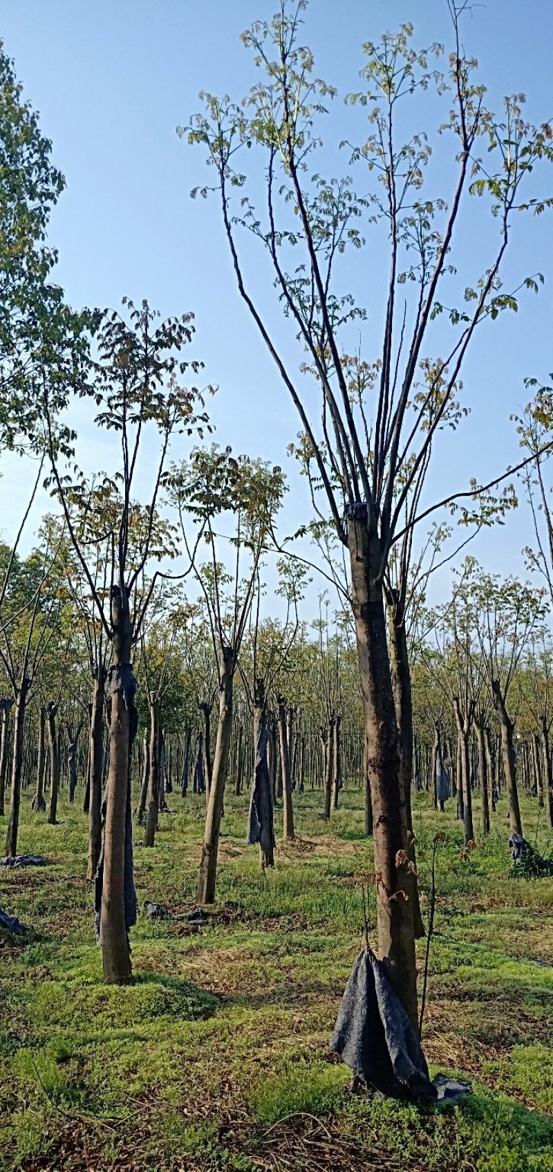 移植截杆发帽栾树益阳自家苗圃基地栾树基地