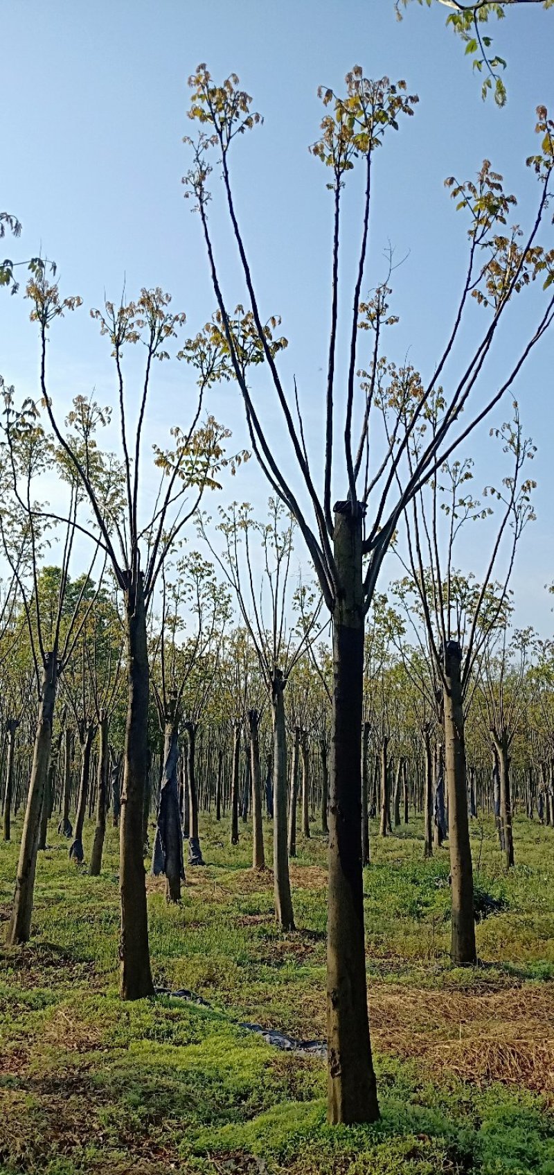 移植截杆发帽栾树益阳自家苗圃基地栾树基地