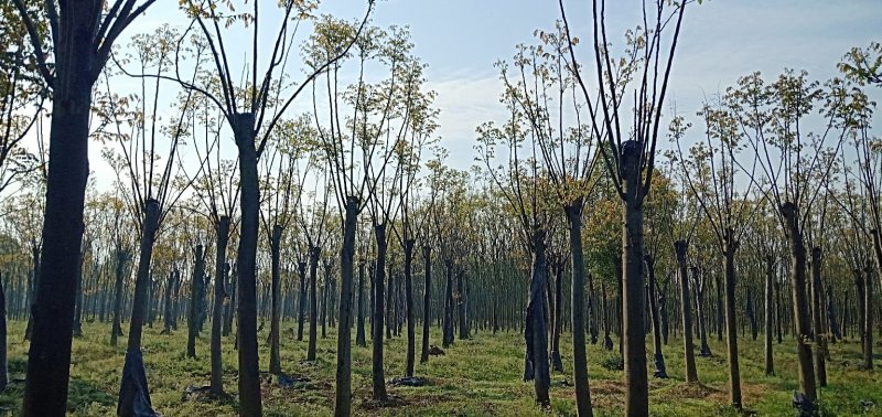 移植截杆发帽栾树益阳自家苗圃基地栾树基地