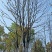 丛生香樟多杆香樟多头香樟全冠香樟容器袋苗香樟