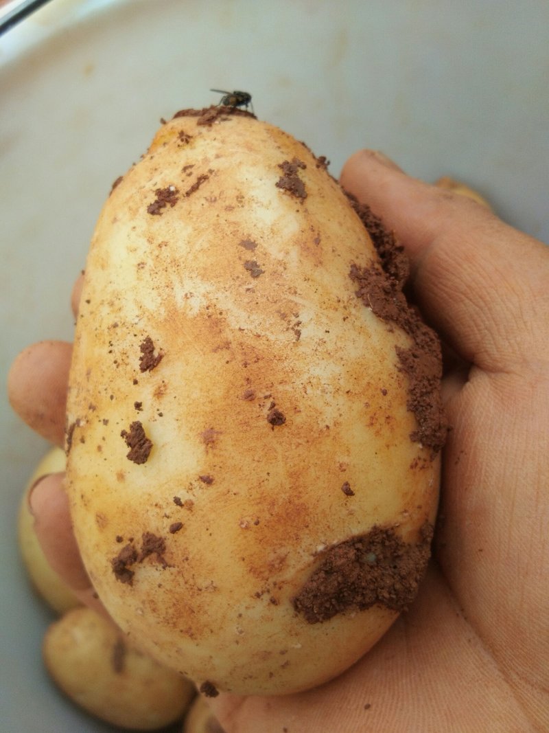 供应黄皮黄心红皮黄心土豆