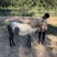 矮马儿童骑乘矮马宠物马迷你马德保矮马小矮马