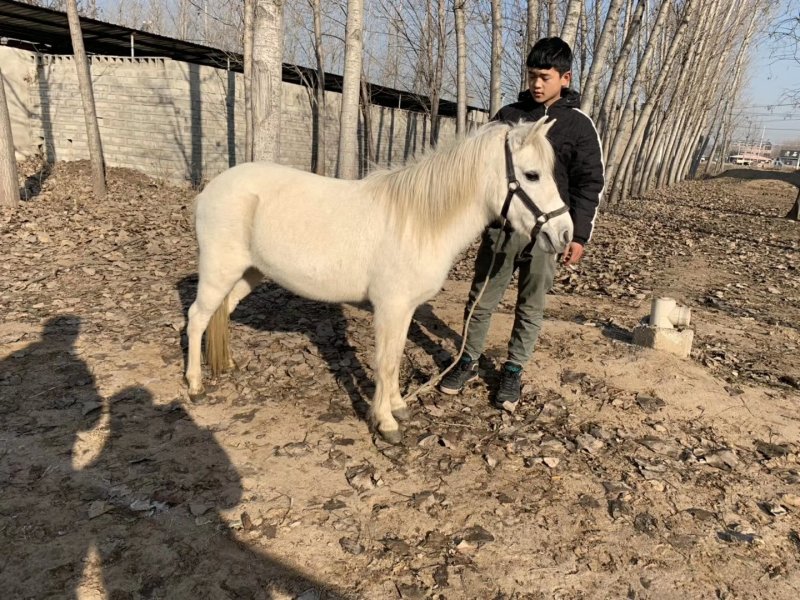 矮马儿童骑乘矮马宠物马迷你马德保矮马小矮马