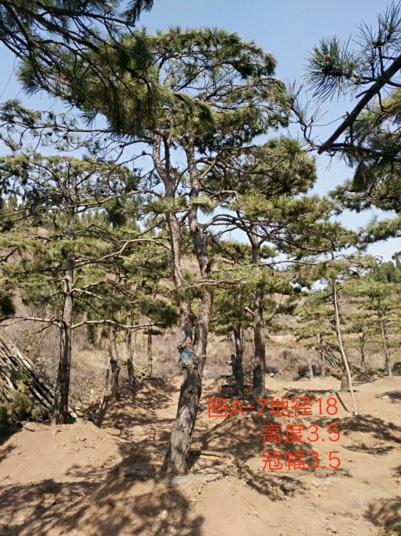 油松