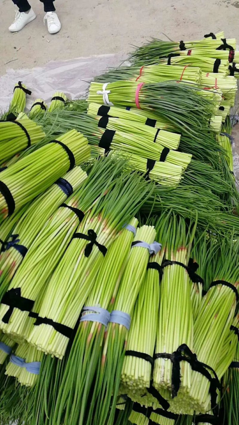 通许冷库干蒜苔，产地直发，品质保证，欢迎订购