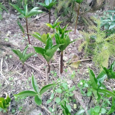 重楼苗二年苗一手货源每年都有几十万棵卖易栽易活，需要联系