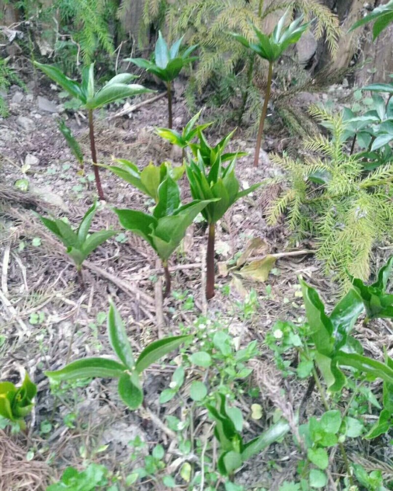 重楼苗二年苗一手货源每年都有几十万棵卖易栽易活，需要联系