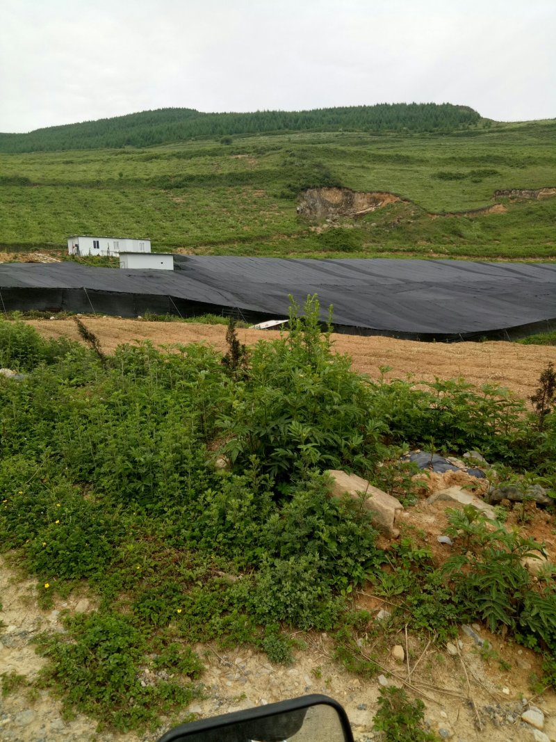 重楼苗二年苗一手货源每年都有几十万棵卖易栽易活，需要联系
