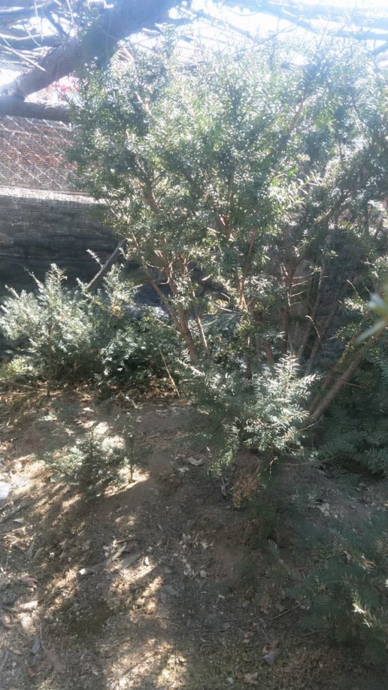 出售1到10年红豆杉