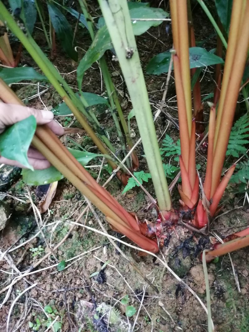 大红草果苗来自草果之乡，精选圆果种子苗