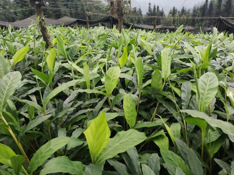 大红草果苗来自草果之乡，精选圆果种子苗