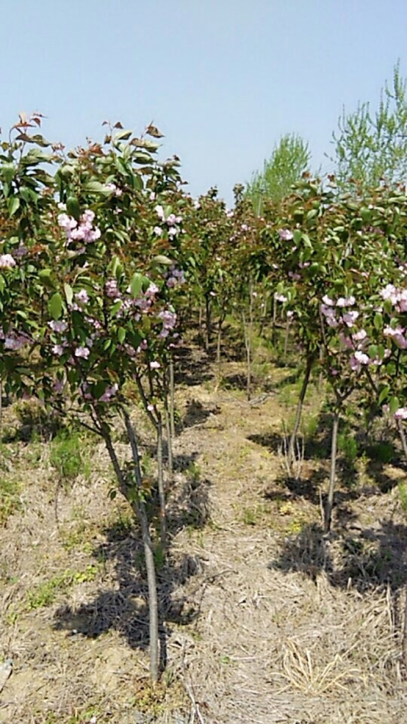 樱花树