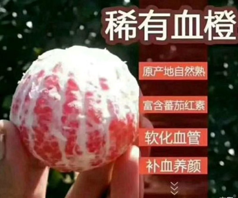 四川血橙，塔罗科血橙，现在已经进入成熟阶段