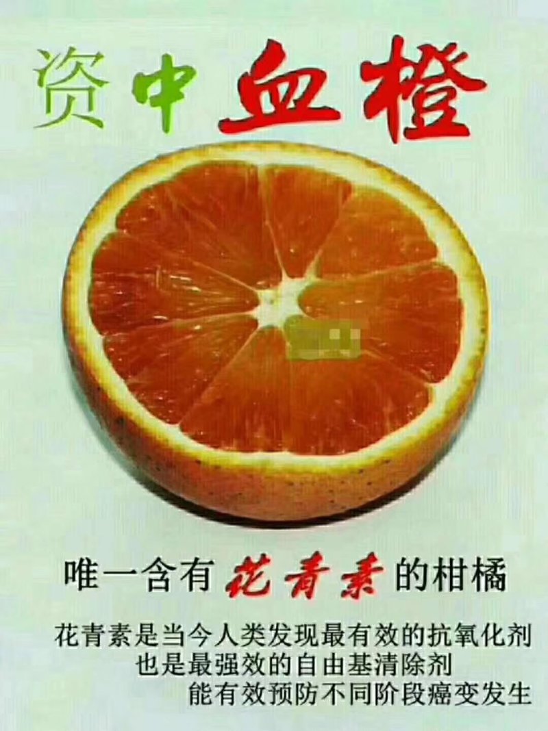 四川血橙，塔罗科血橙，现在已经进入成熟阶段