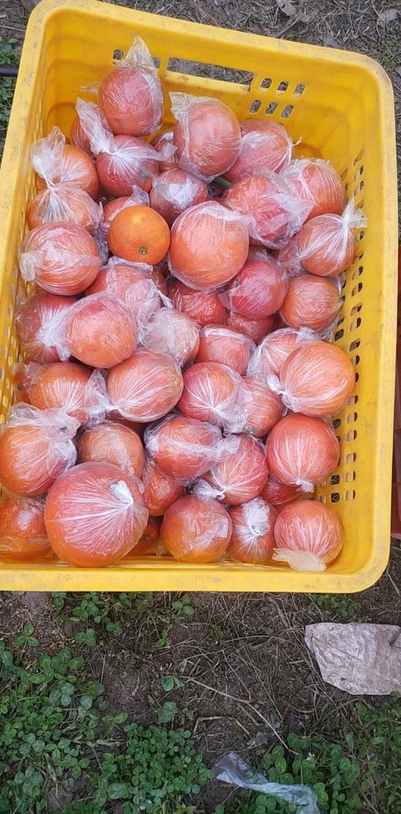 四川血橙，塔罗科血橙，现在已经进入成熟阶段