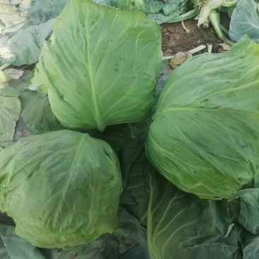 精品甘蓝大量上市，质量好，价格合丽，货源充足，欢迎来咨询