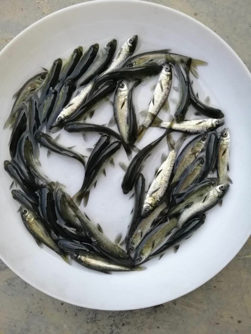 青鱼黑鲩鱼苗螺蛳青专业养殖淡水鱼苗