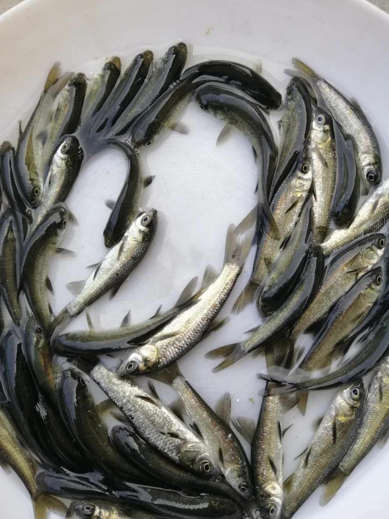 青鱼黑鲩鱼苗螺蛳青专业养殖淡水鱼苗