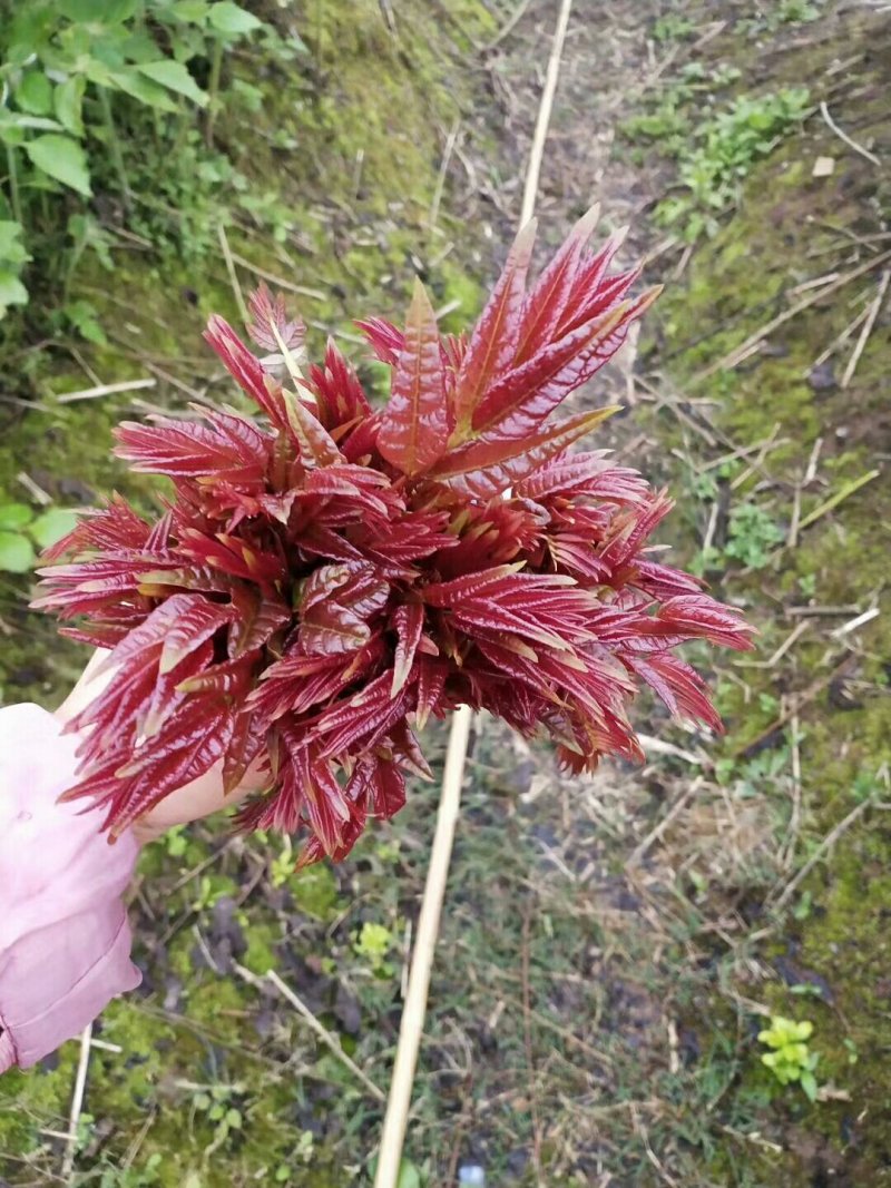 香椿芽10cm以下，露天香椿芽，***，