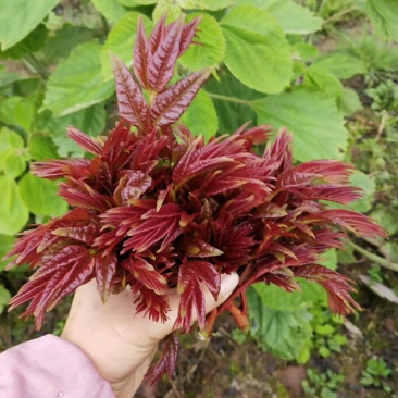 香椿芽10cm以下，露天香椿芽，***，