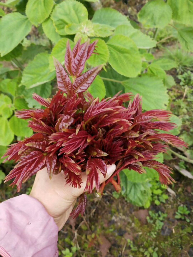 香椿芽10cm以下，露天香椿芽，***，