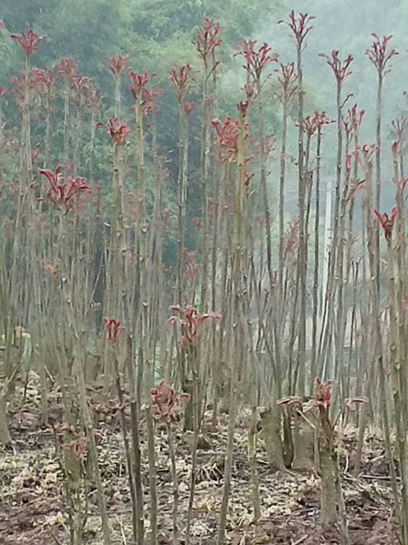 香椿芽10cm以下，露天香椿芽，***，