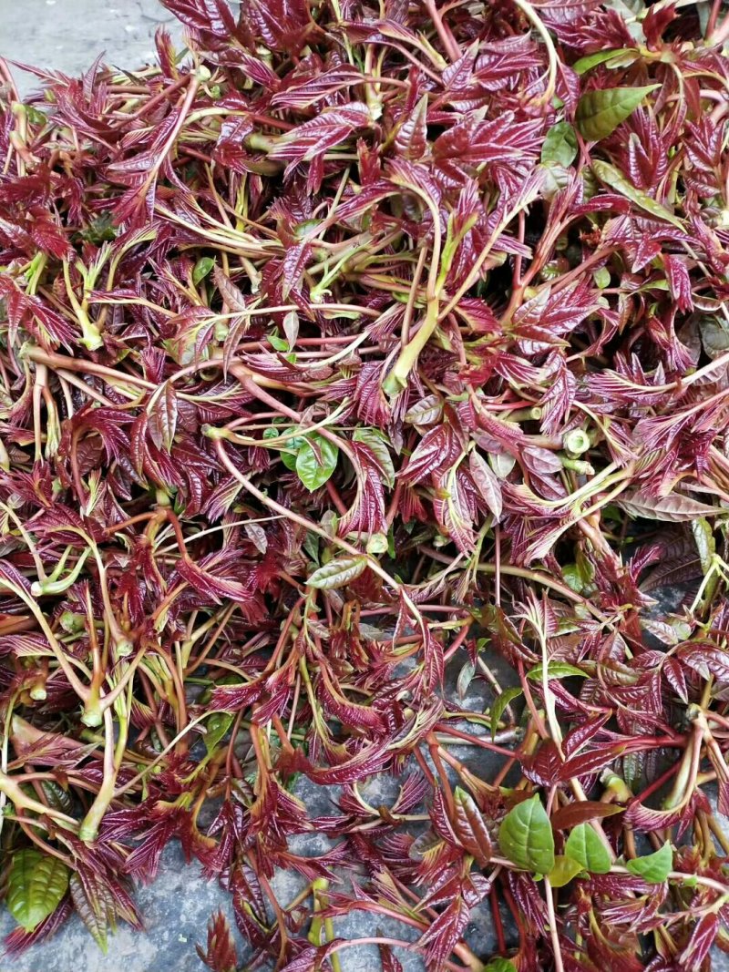香椿芽10cm以下，露天香椿芽，***，