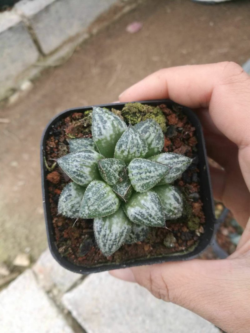 多肉漳州大棚种植