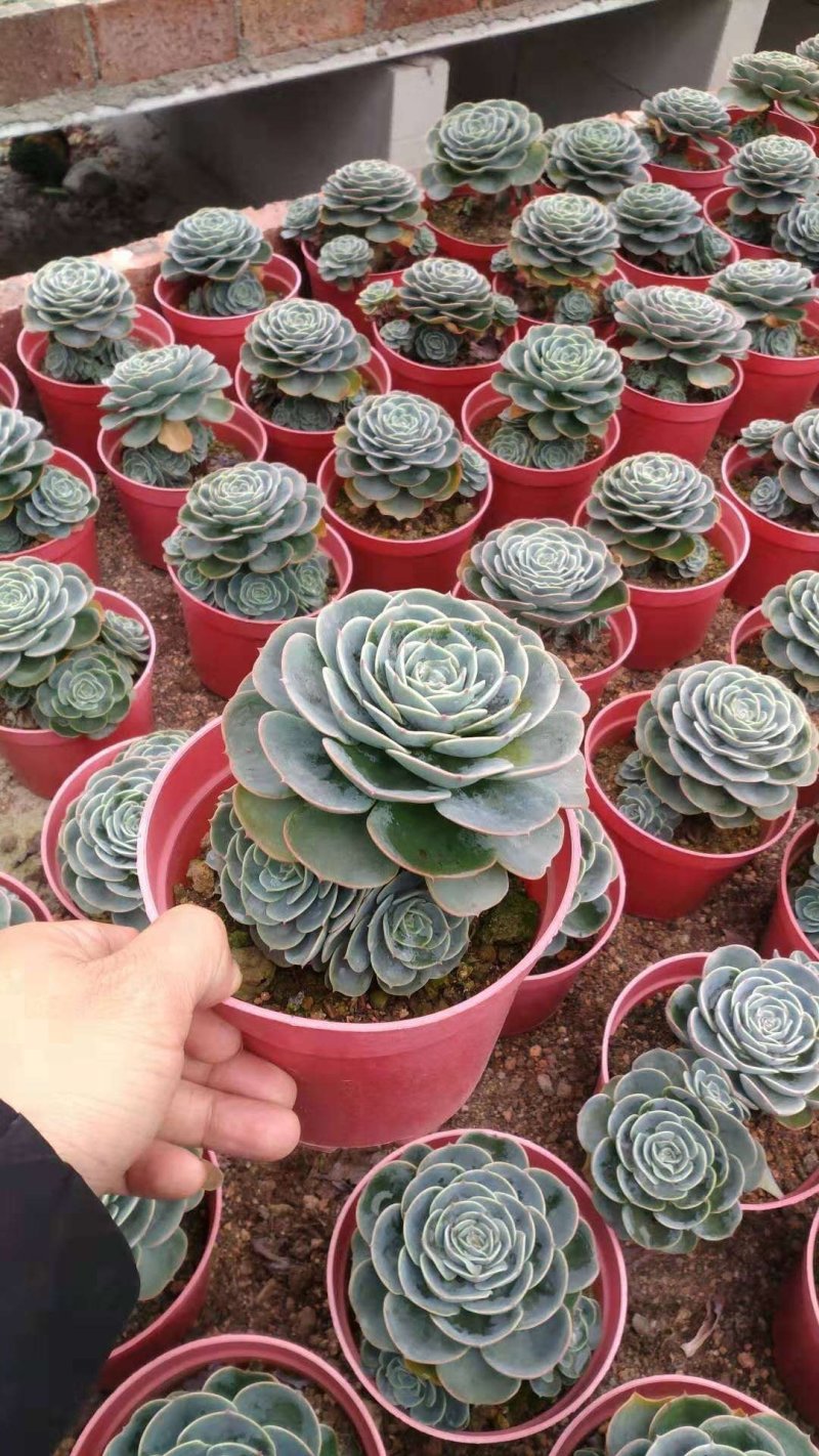 多肉漳州大棚种植