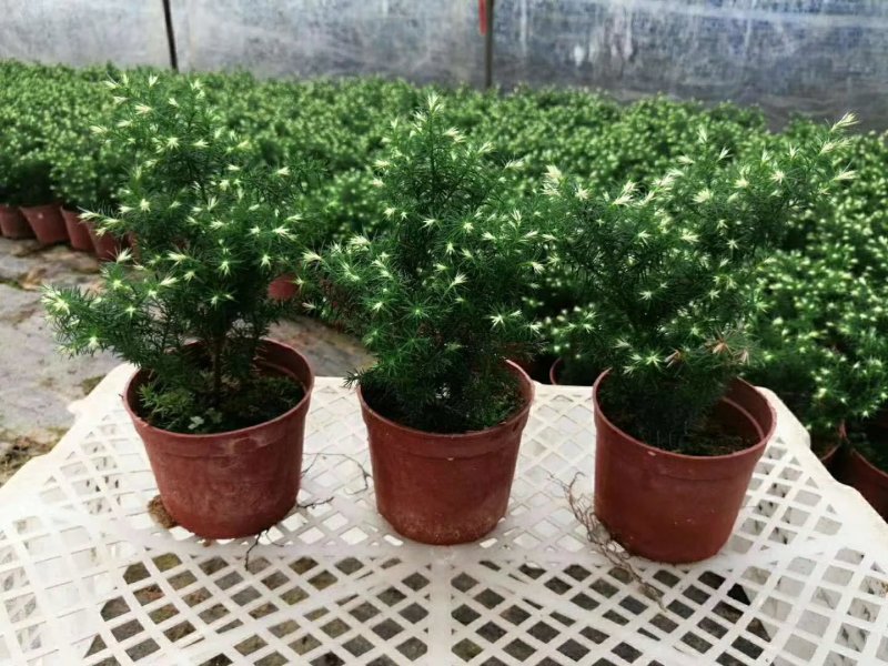 多肉漳州大棚种植