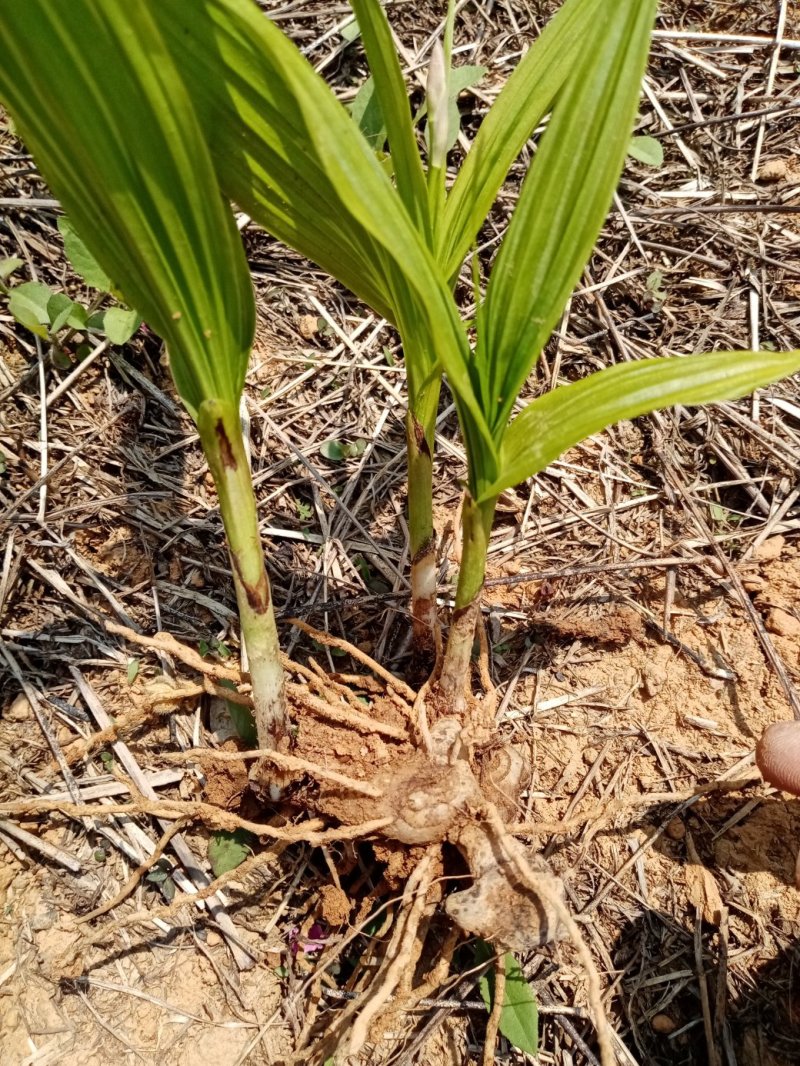 白芨种苗