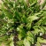 白芨种苗