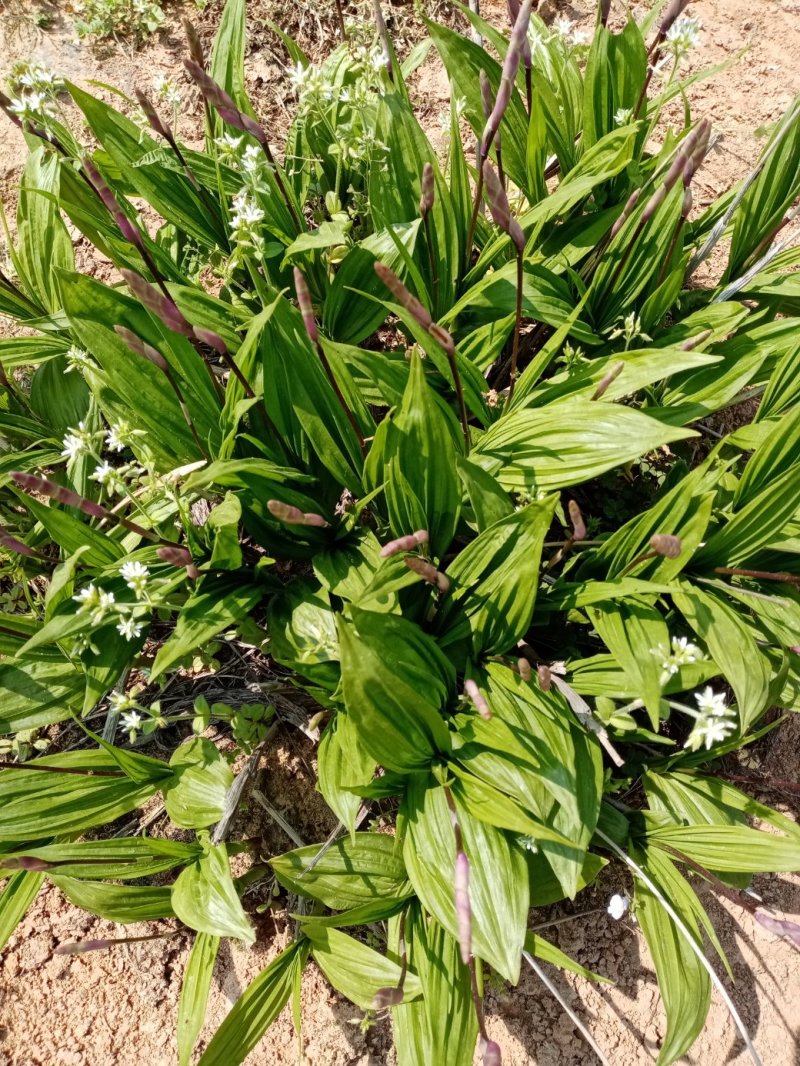 白芨种苗