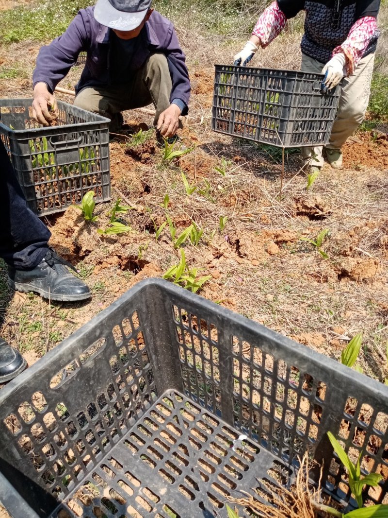 白芨种苗