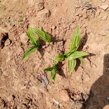 白芨种苗