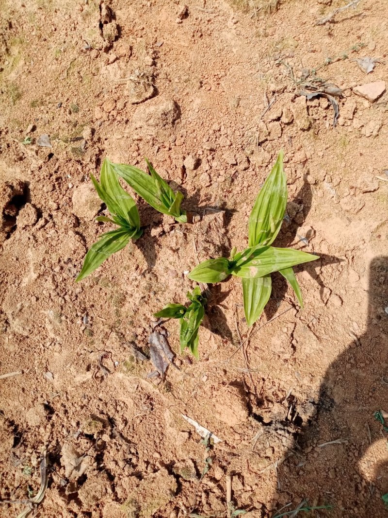 白芨种苗