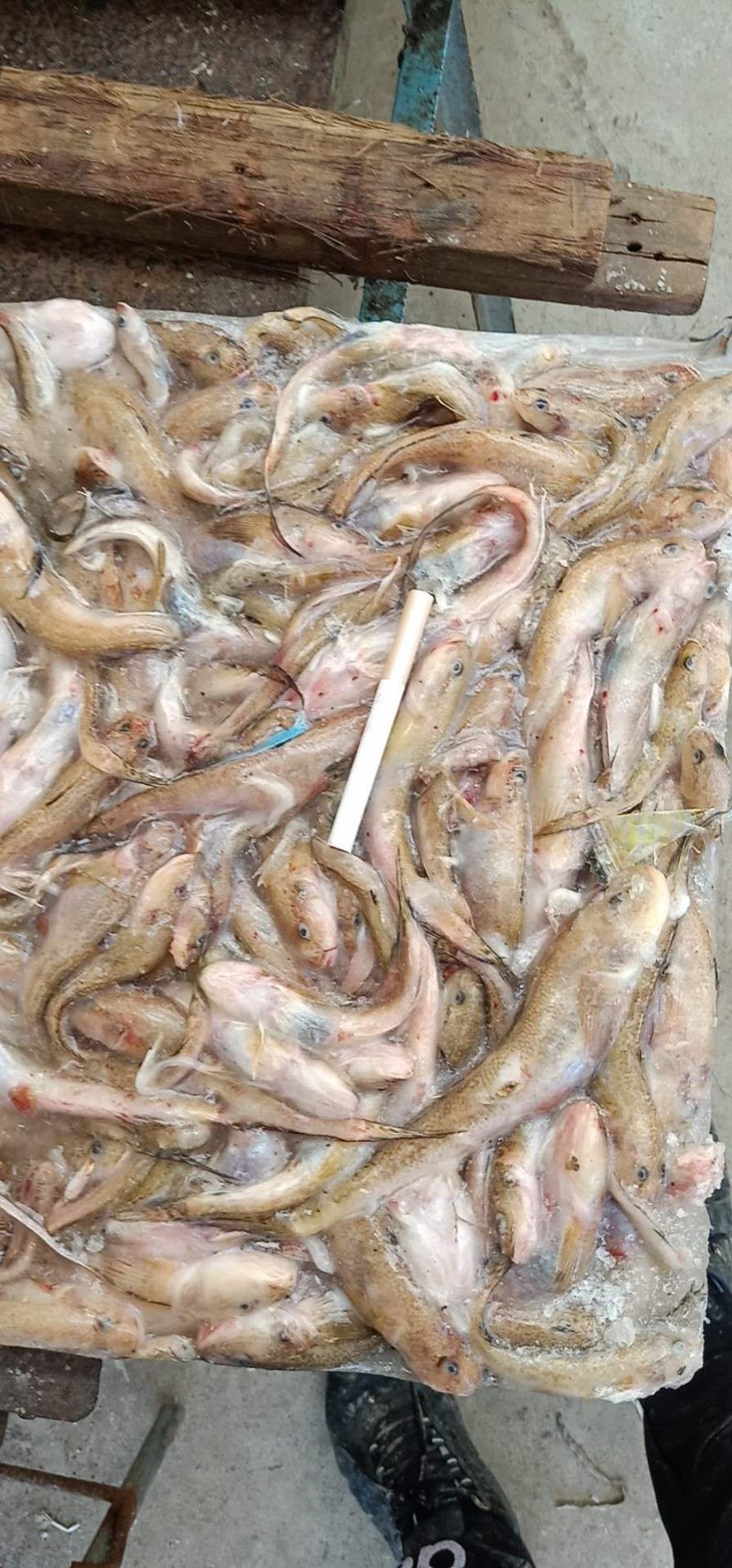 饲料鱼