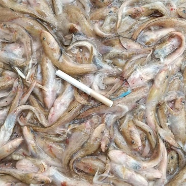 饲料鱼