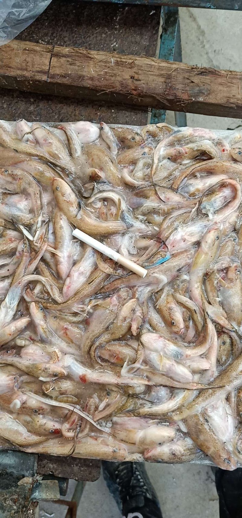 饲料鱼