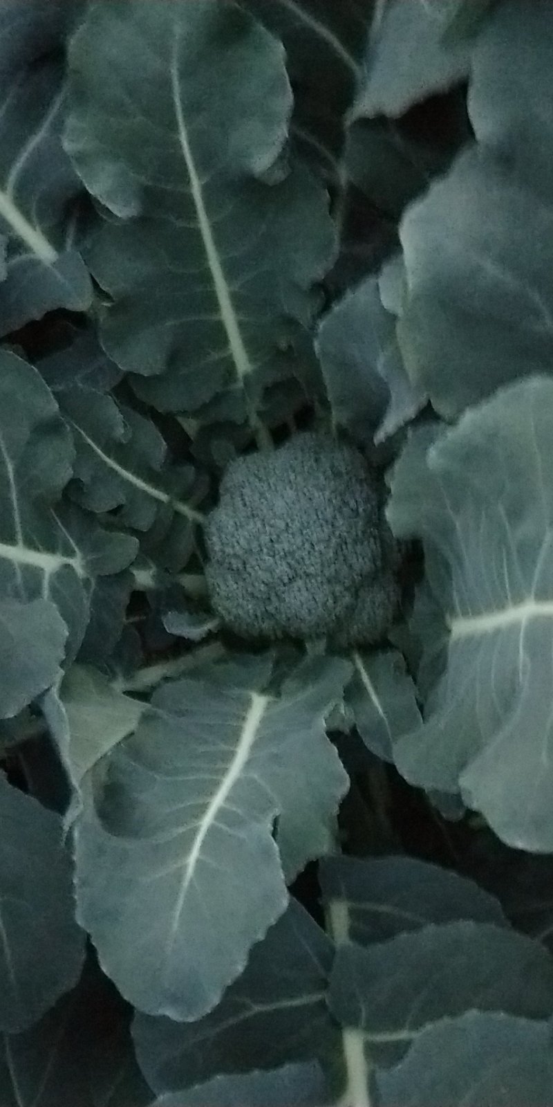 西兰花
