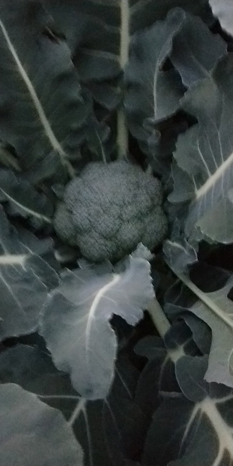 西兰花