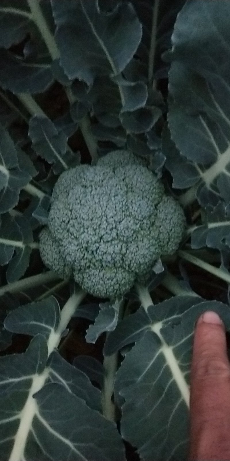 西兰花